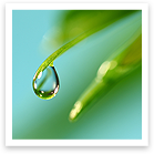 Green Cleaning