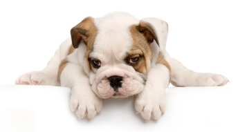 Carpet Rug Odor Removal NYC