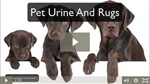 video-Pet-Urine-and-Rugs.jpg